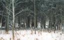 deer_wintering_in_swamp.jpg