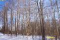 Aspen Grove behind pond horizontal Opt 14.jpg