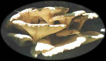 oysterfungus.jpg