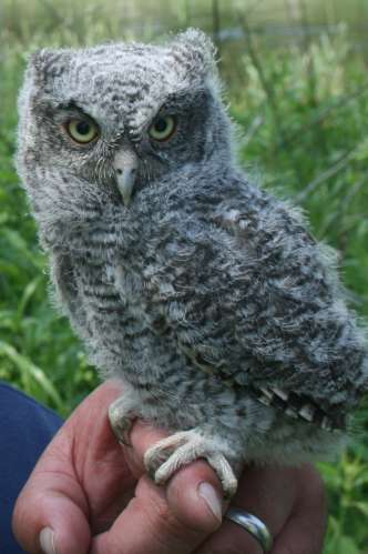 5-25 owl 2
