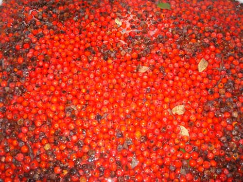 mountain_ash_berries_1.jpg