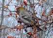 pine_grosbeak_6.jpg