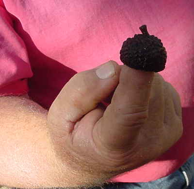 swamp chestnut oak acorn cap
