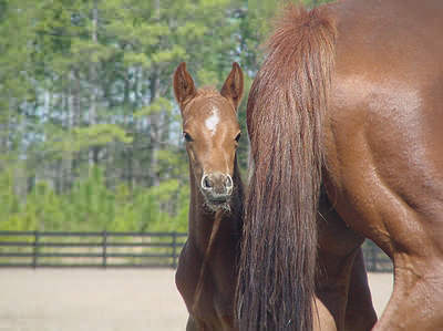 Coxwell's colt
