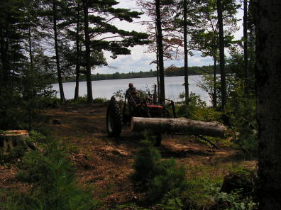 Cabin Logging VI.jpg