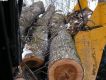 Elm Log and Assorted Hardwood Firewood.jpg