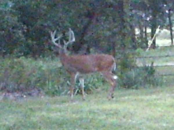 Buck in front yard - Sept 2014
I got this buck on a trail cam in the folk's front yard.
