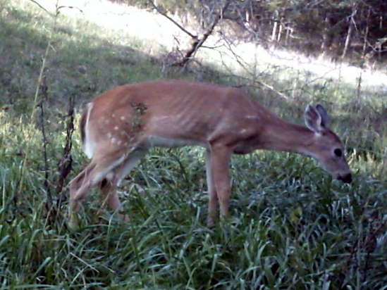 Sick deer - Sept 2012
I caught this fawn on my trail cam.  It don't look so good.

