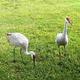 Sandhill Cranes 001.jpg