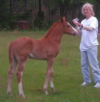 horsebaby02.jpg