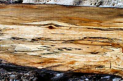Spalted sycamore
