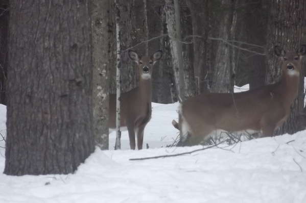 deer after the maple tops behind house 2014
