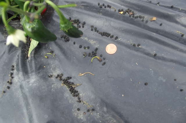 droppings of tomato horn worm aug 16
a penny to show size and amount of droppings
