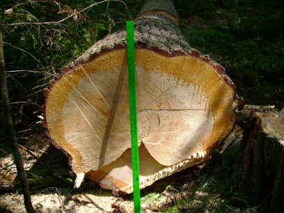 white pine aug 06
that is yard stick,about 80 years old
