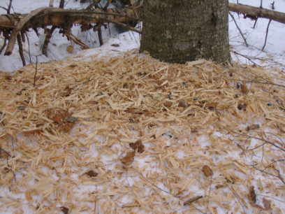 pileated woodpecker chips
this is a dead fir tree
