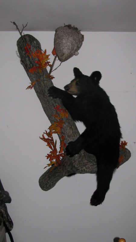 jodys stuff bear shot in 2009
my dughter in law shot this bear in Solon,ME in Sept 2009.this is a full mount. the guy did the limb the bear is on. craved out the bark too. beehive is real. bear is a small one,100 pounds,but just right to put on a wall. 
