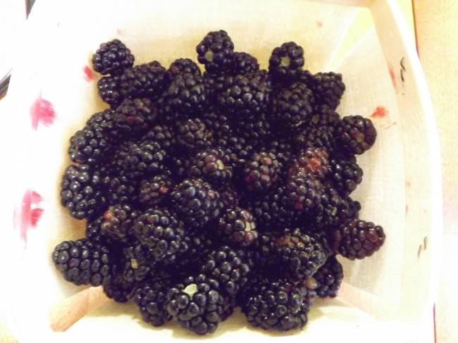 blackberries-july30-2020.jpg