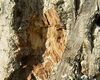 SD_butternut_bark-002.jpg