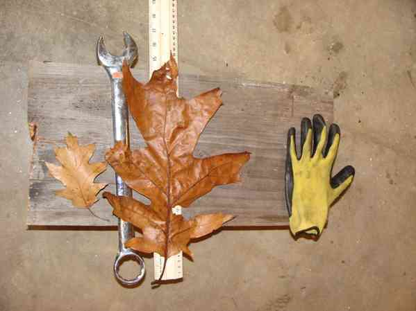 giant oak leaf
