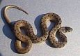 Snake 3.jpg