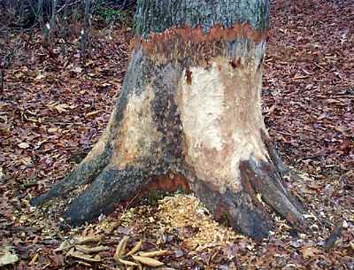 Beaver selected Red Oak
