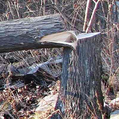 Hickory joist 1: high stump
Three runs of two stand fence wire were left in the stump.
