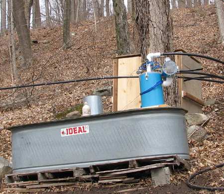 Maple Syrup production
