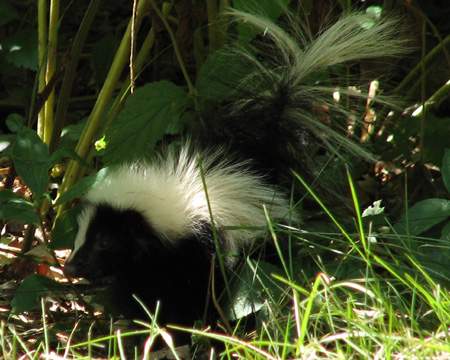 Young Skunk
