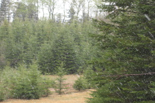 Snowing On May 21st 2007
