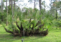 SawPalmetto
