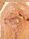 honeylocust slab grain closeup.jpg