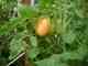 Garden_TomatoesDSC00057.JPG