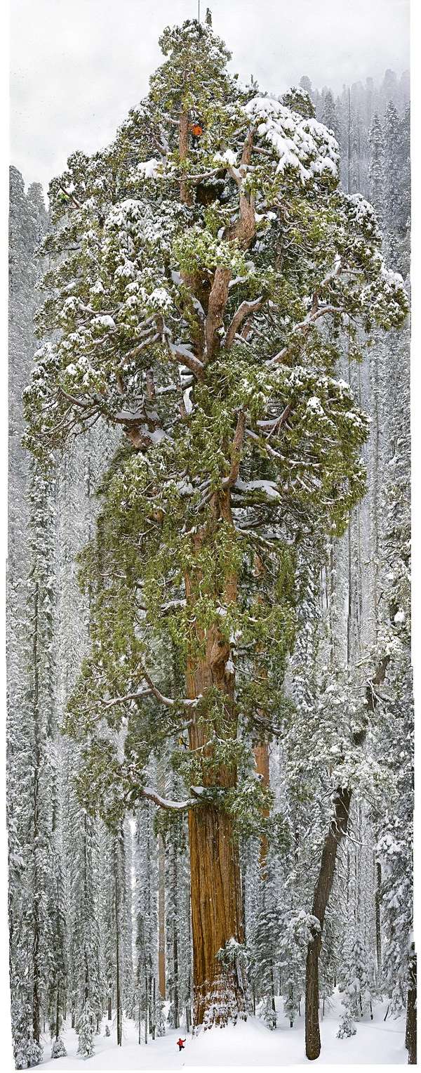 NGS Picture ID:1507300
A team of scientists measure a giant sequoia, called the President.
