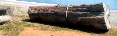 big log
5.5 foot big end 
3 foot small end
13 feet long

Keywords: cypress