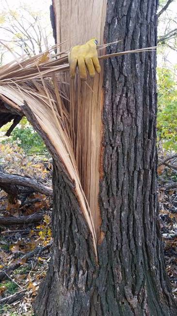 October snowstorm, 2019
Burr oak trunk split
