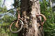 bike-in-tree.jpg