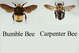 carpenter-bee-bumble-bee_copy.jpg