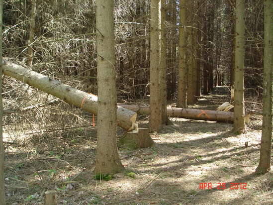 thinning the spruce for the future mill
