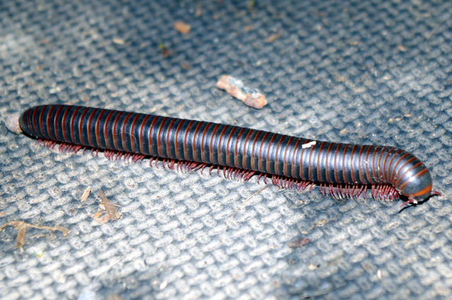 millipede-4339
