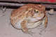 toad-3222.jpg