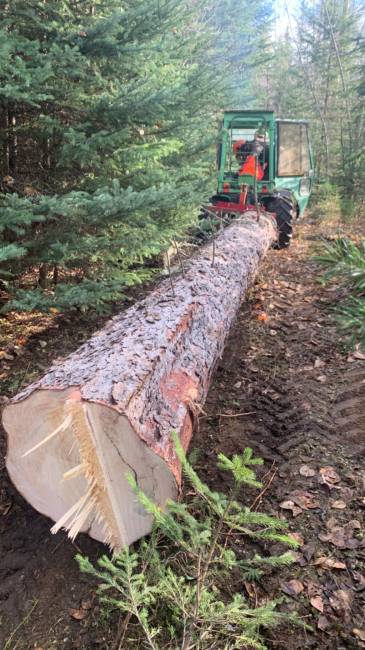 Experiences: Holder A50 Tractor in Forestry and Logging