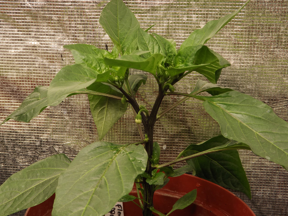 hot-pepper-Feb16-2024.jpg