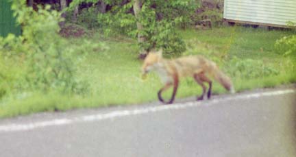 Keweenaw Fox.jpg