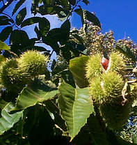 Opt. American Chestnut.jpg