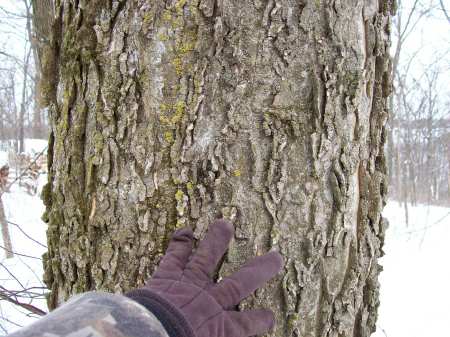 hackberry_med_bark
