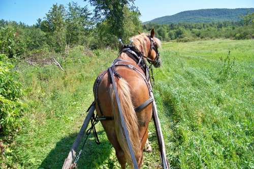 Mousse , read as Moosse ....
I had her out in her new to her harness , sweet ride . Road goes along the Missisquoi river for a mile peace quiet , the hardship of living at the end of the road two inches off the map . 
