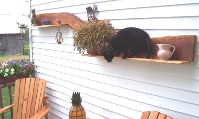 Keywords: Piper on a Black Cherry Sawmill shelf