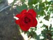 op-red rose.jpg