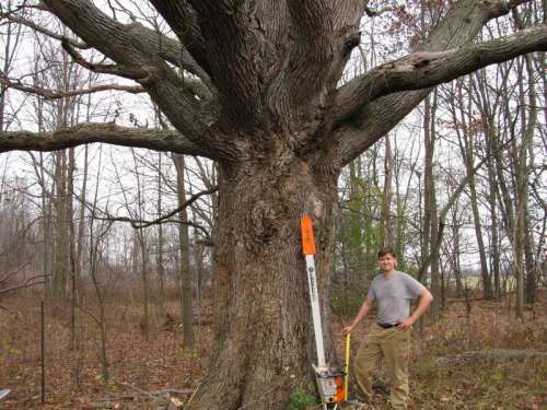 big oak standing
