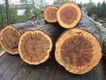 maple logs.JPG